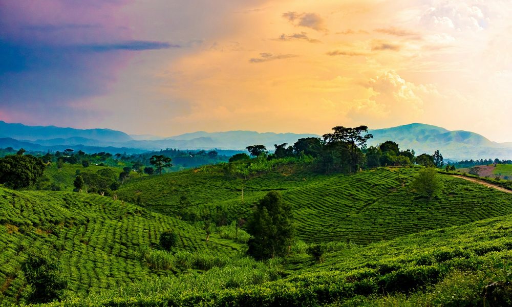 Rolling hills of Uganda and Rwanda